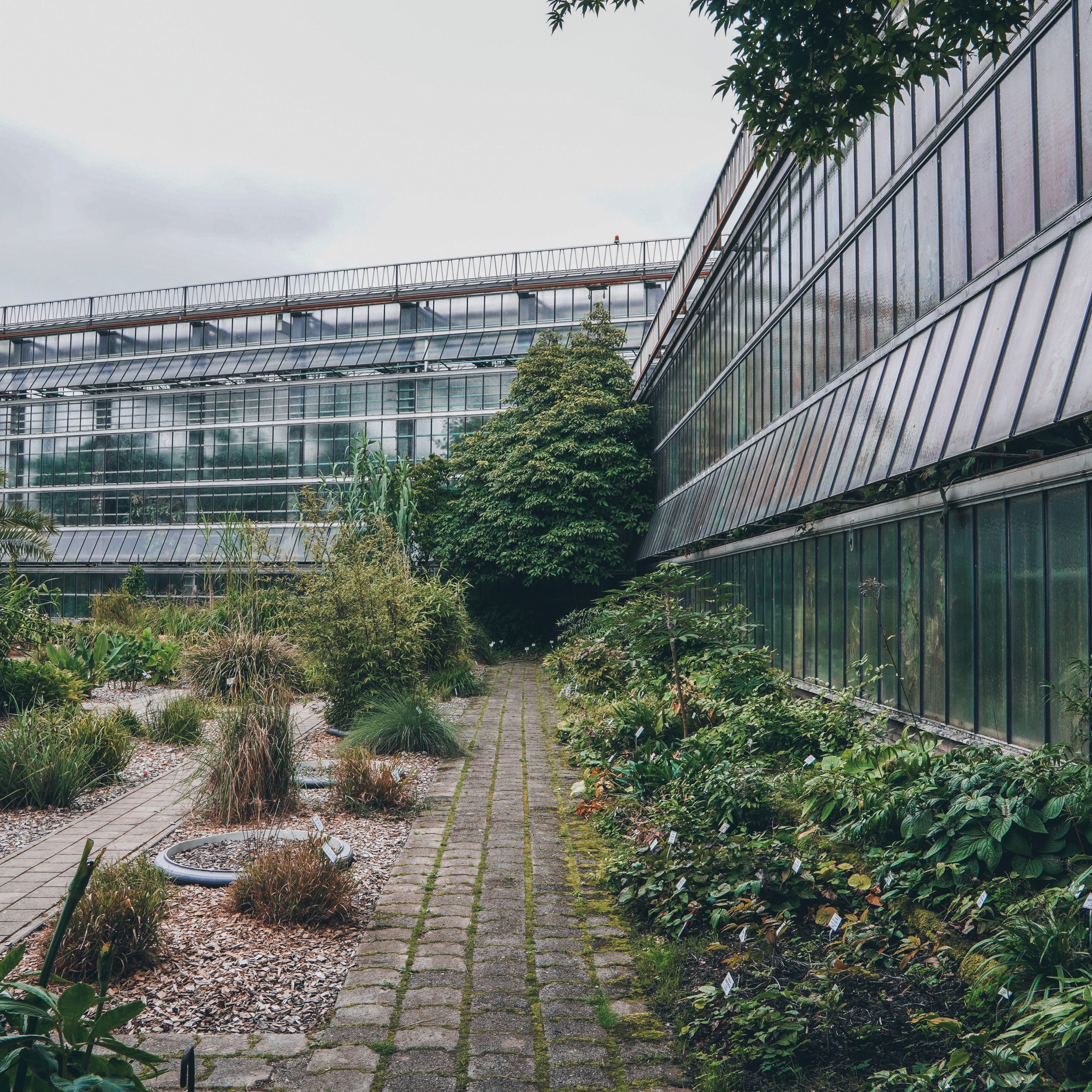 Ga op ontdekkingstocht door de (sub)tropische serres van de Plantentuin Universiteit Gent